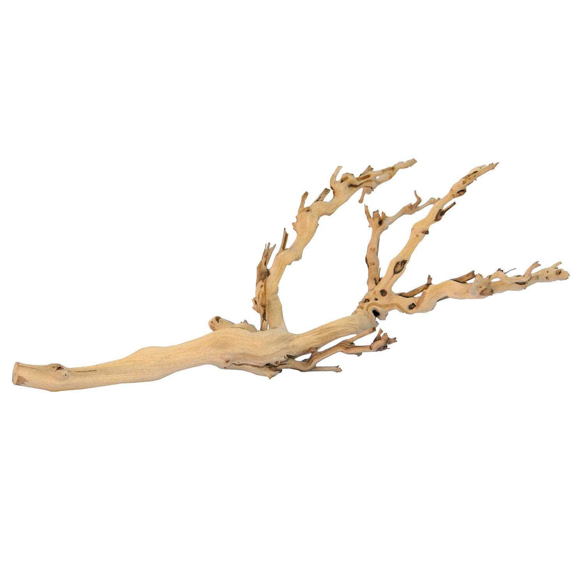 Forest Branch Z69170