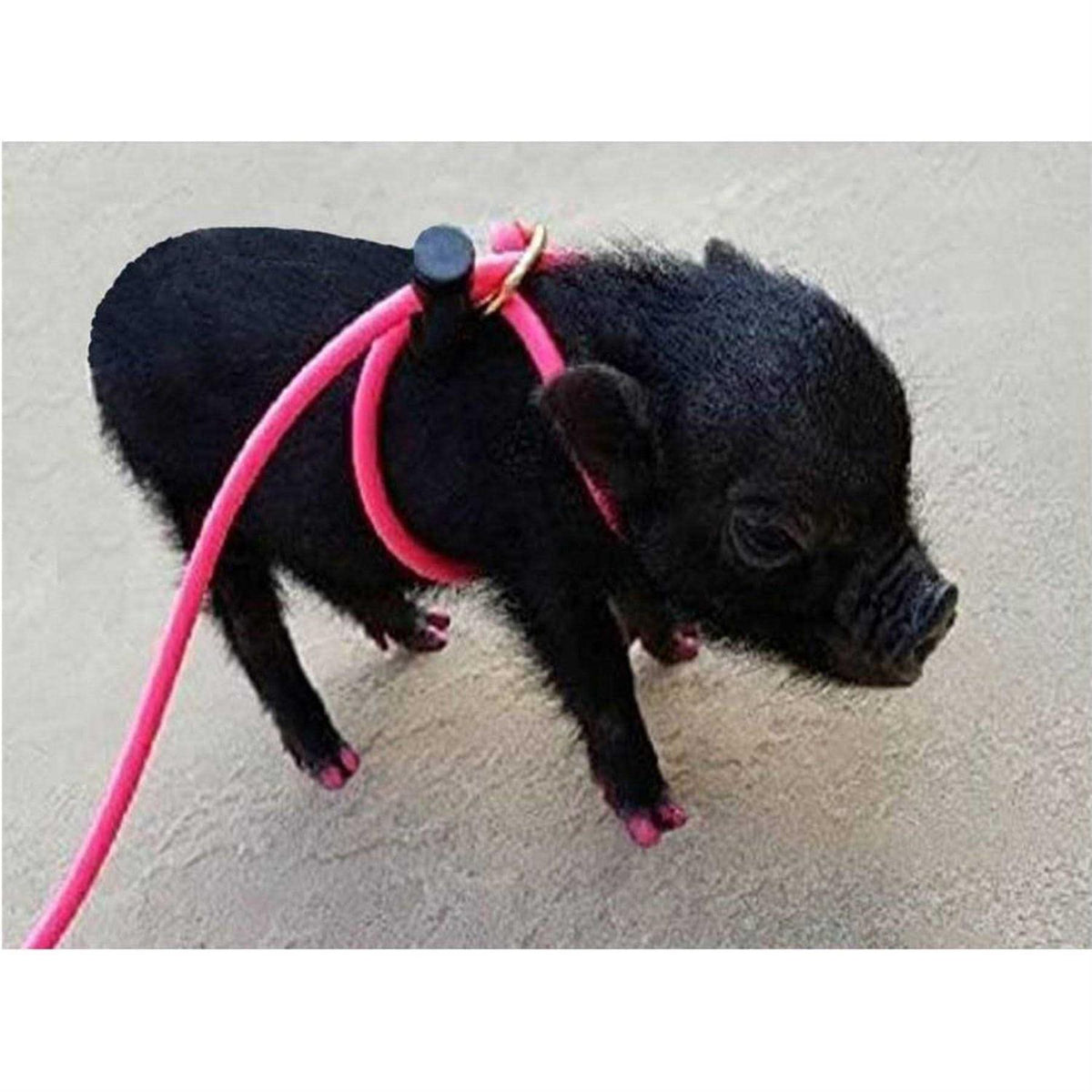 Adjustable Mini Pig Harness and Leash Q47508