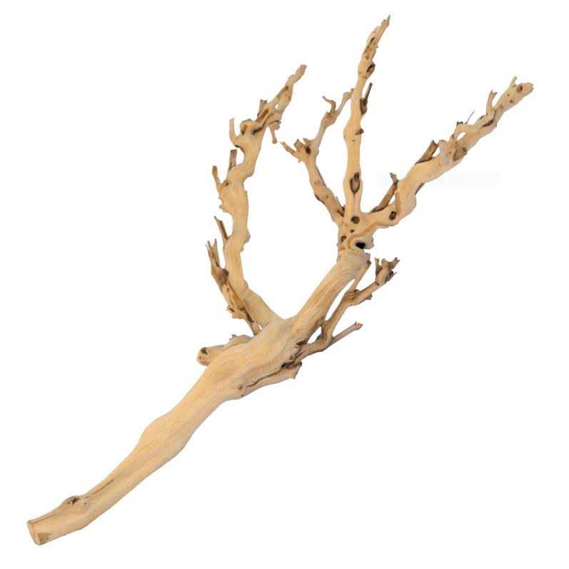 Forest Branch Z69170