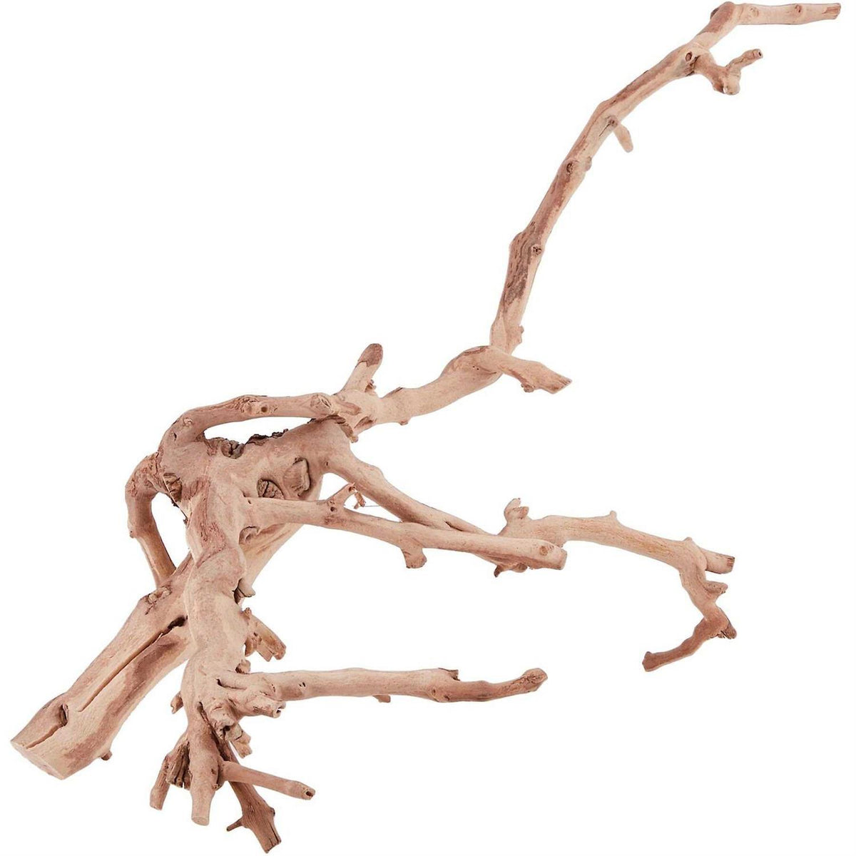 Forest Branch Z69170