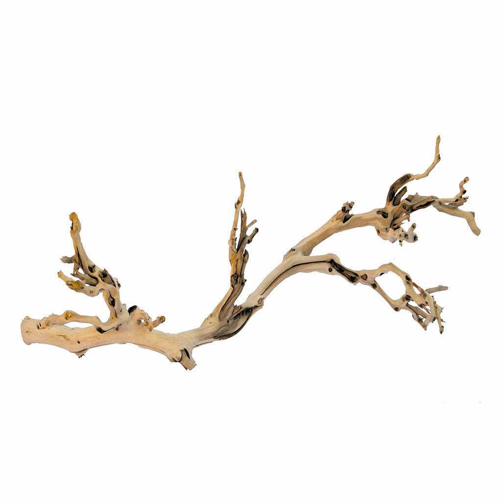 Forest Branch Z69170