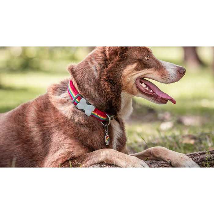 Enamel Pet ID Tag E701772
