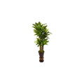 5Ft. Cornstalk Dracaena Plant In Wooden Planter Q7358