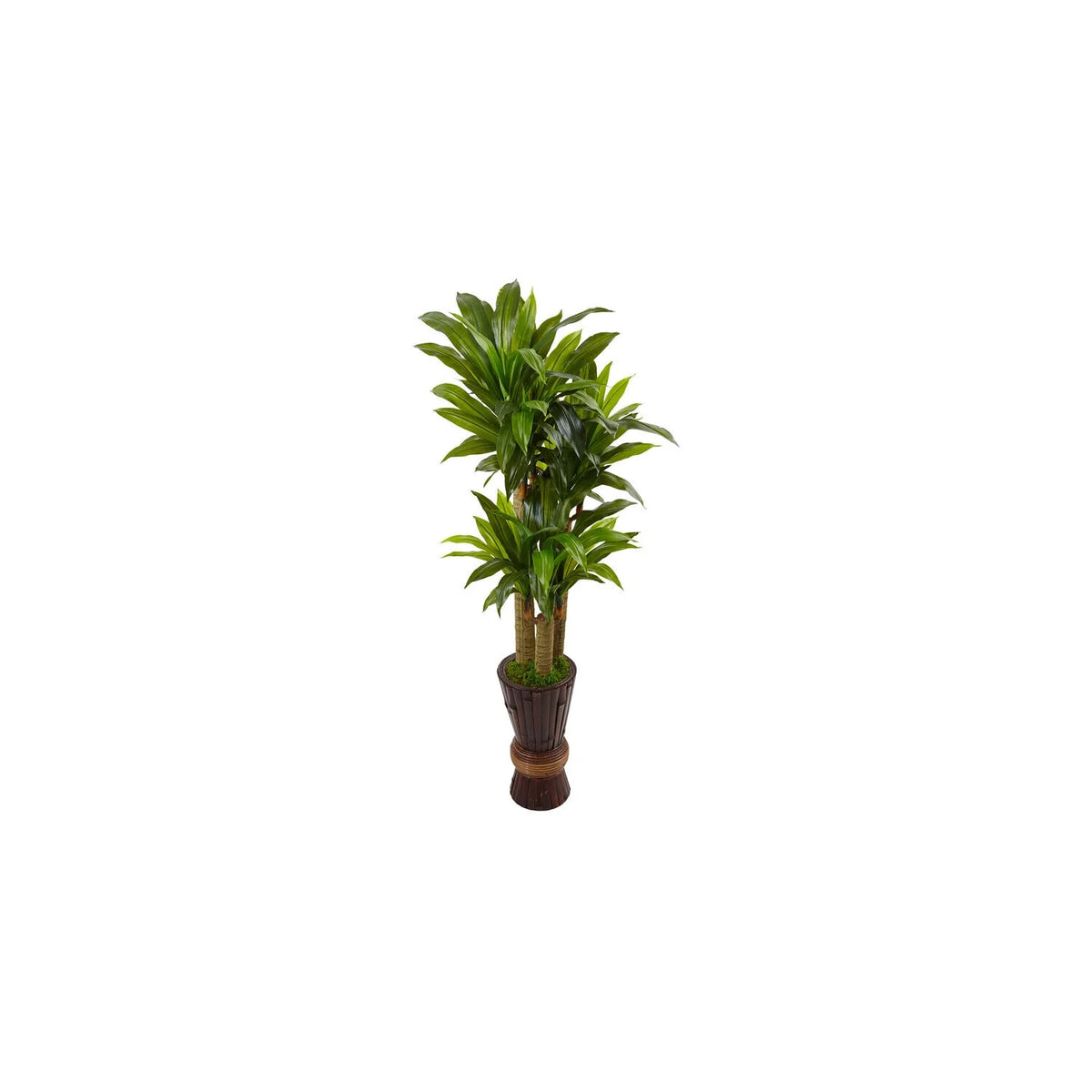 5Ft. Cornstalk Dracaena Plant In Wooden Planter Q7358