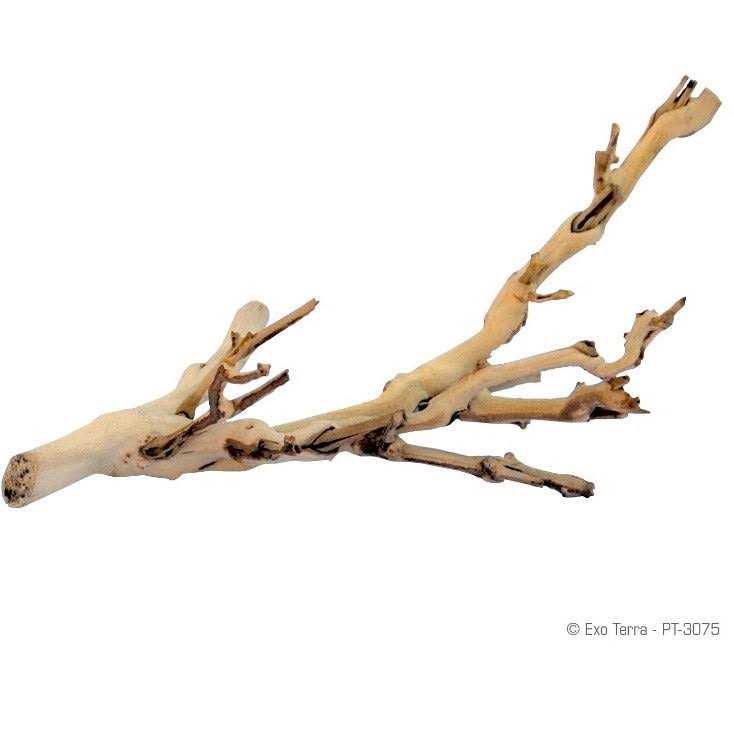 Forest Branch Z69170