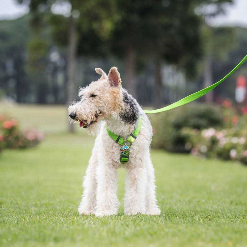 Enamel Pet ID Tag E701772