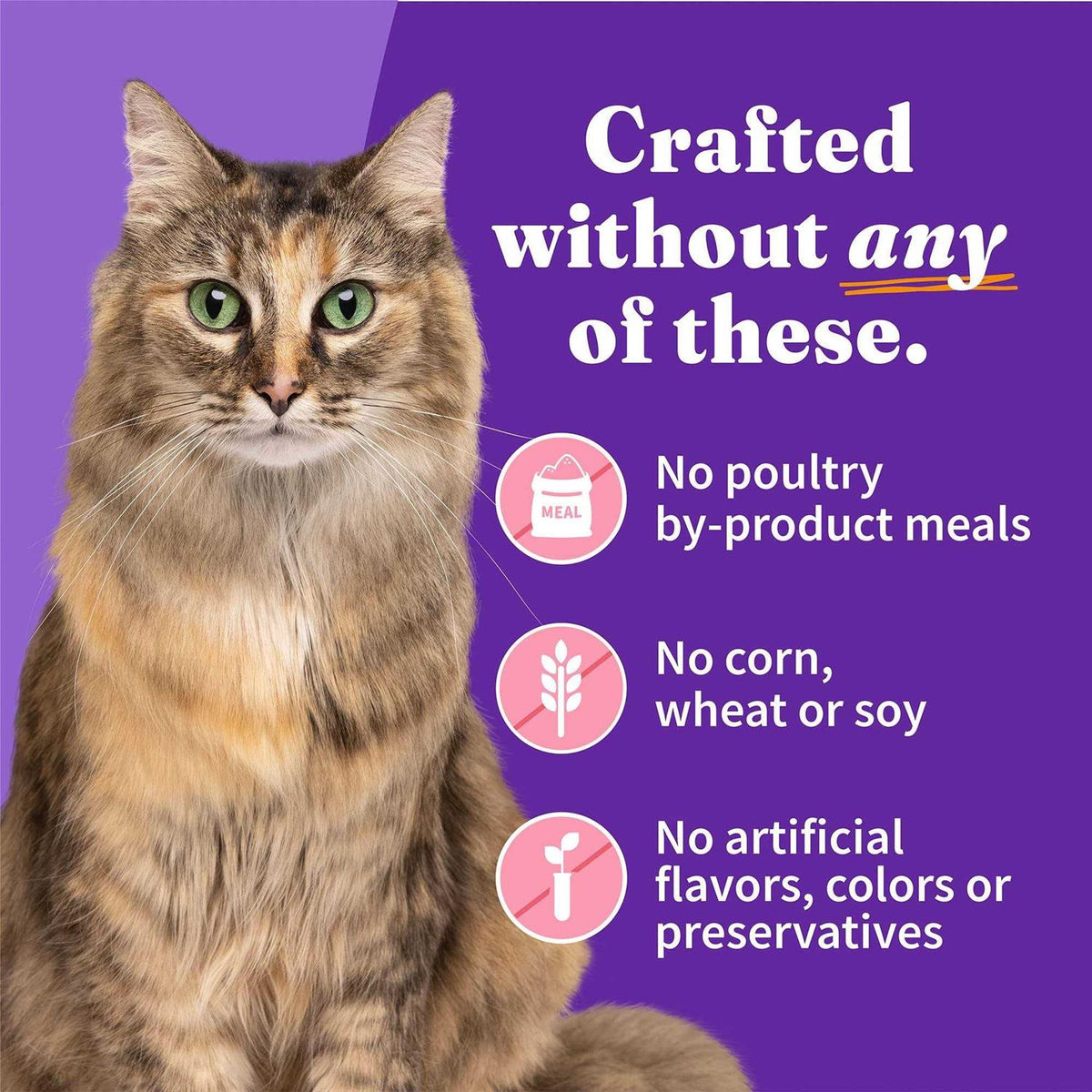 Grain Free Salmon Stew Adult Cat Food K853307